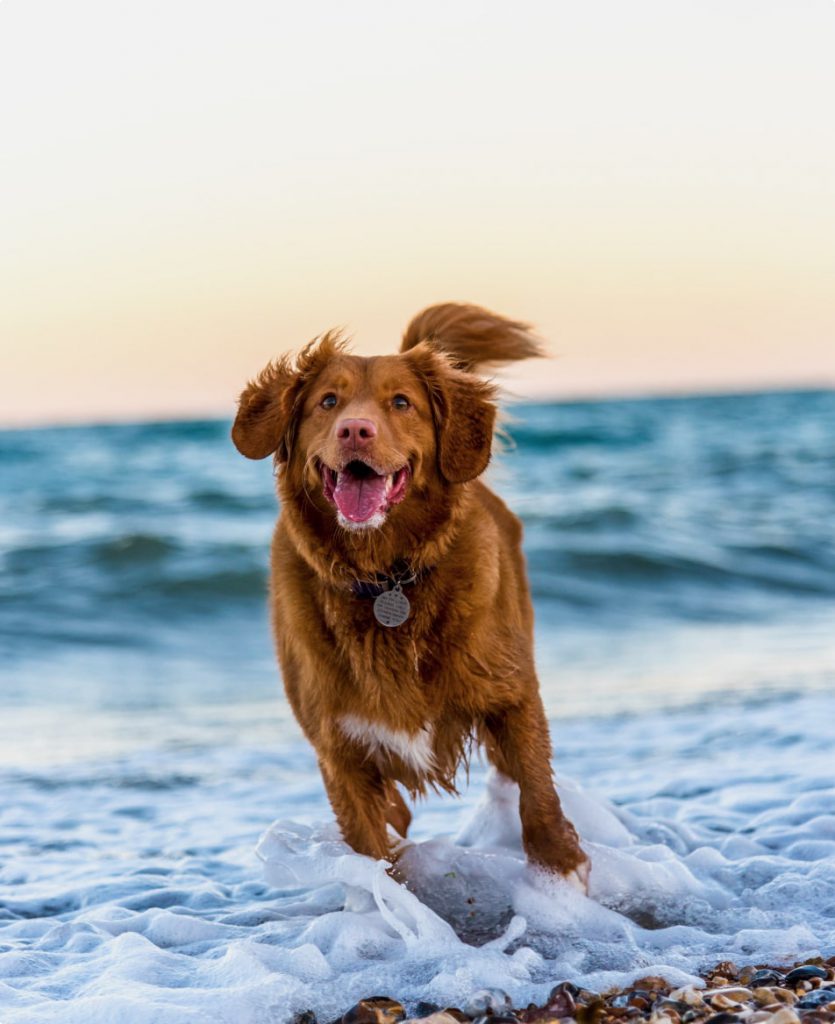 Ferienhaus auf bornholm mit hund