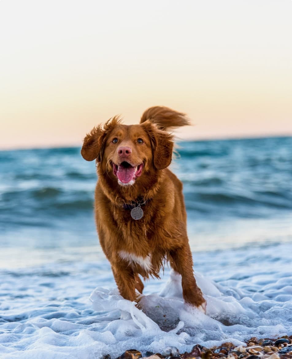 Camping med hund - Familiecamping