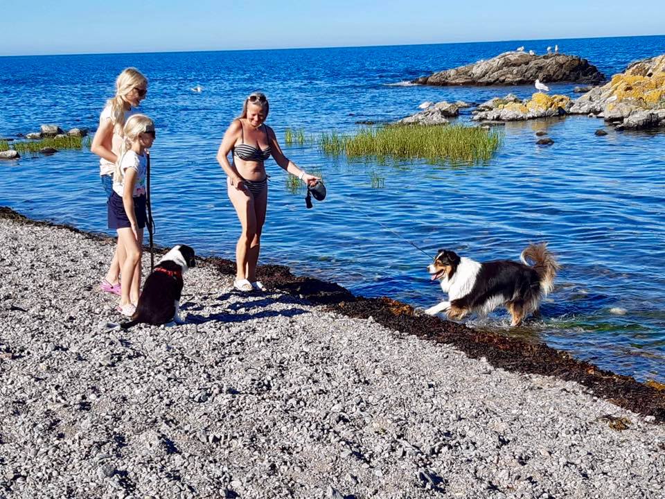 camping with dogs at the beach